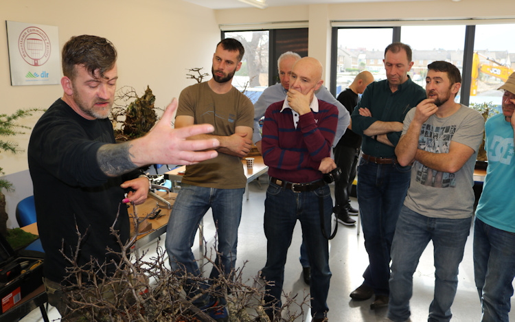 hawthorn raft yamadori bonsai